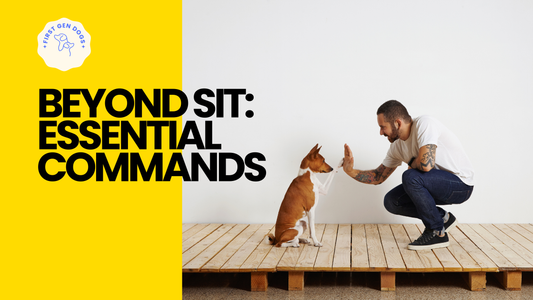 Beyond Sit: Essential Commands for Your New Canine Compadre