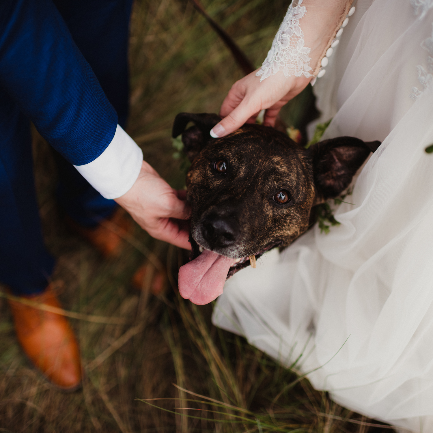 Dog at wedding